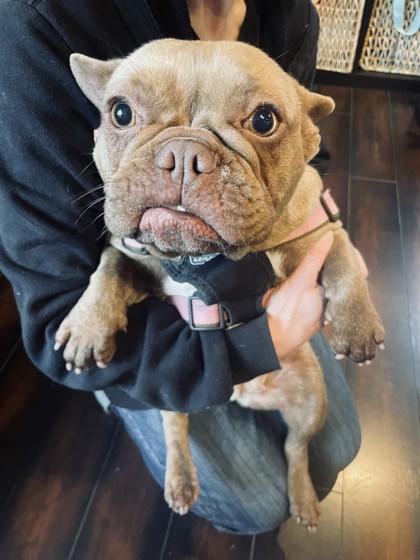 Enlarge GERTRUDE, a ADOPTABLE French Bulldog in Bonney Lake, WA image 3/3