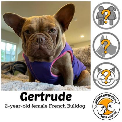 Enlarge GERTRUDE, a ADOPTABLE French Bulldog in Bonney Lake, WA image 1/3