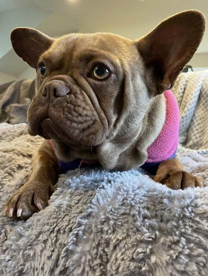 GERTRUDE, a ADOPTABLE French Bulldog in Bonney Lake, WA image 2/3