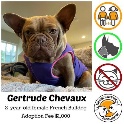 GERTRUDE, a ADOPTABLE French Bulldog in Bonney Lake, WA image 1/3