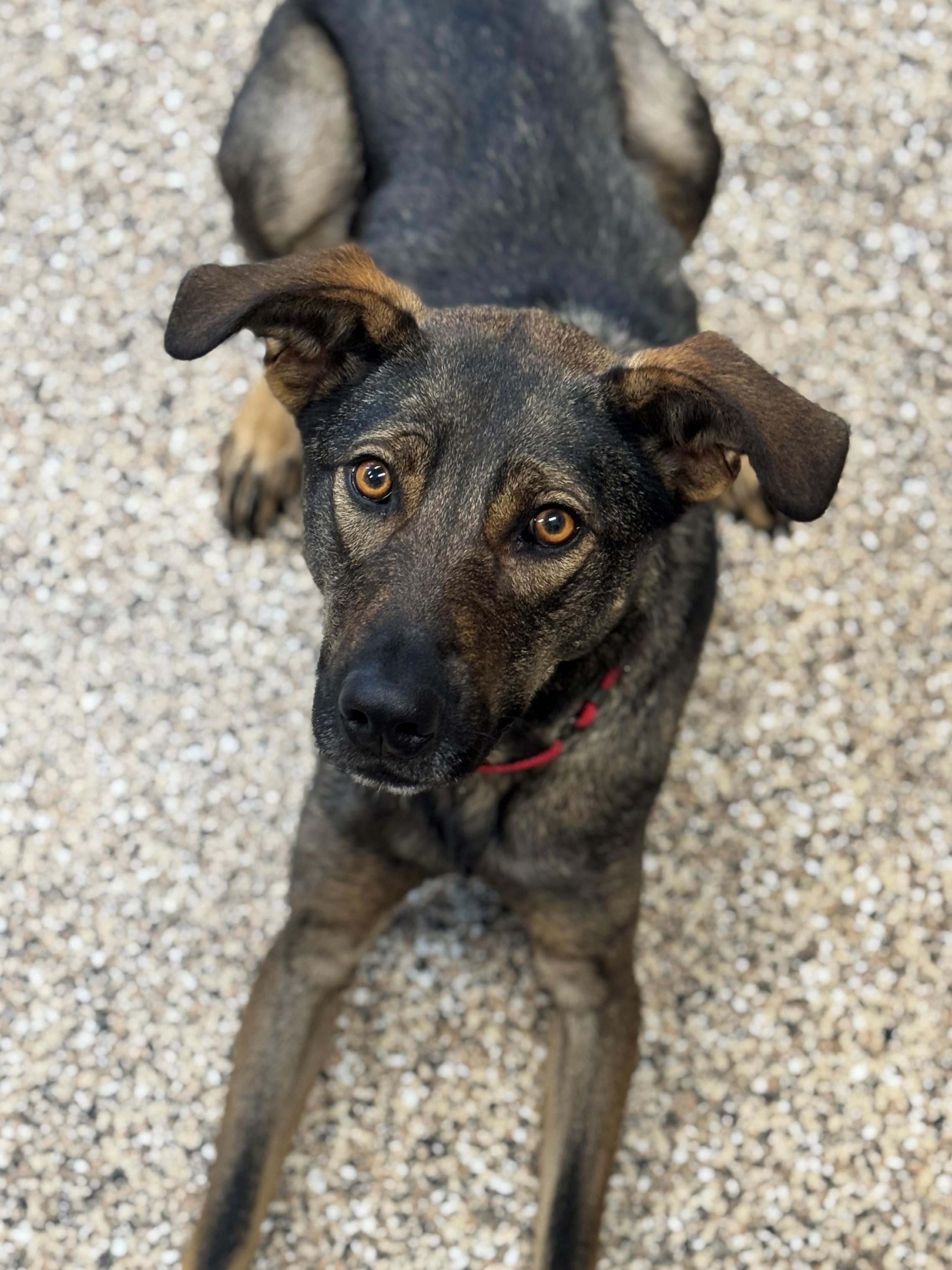 Kickflip, Adoptable, Adult Female Shepherd.