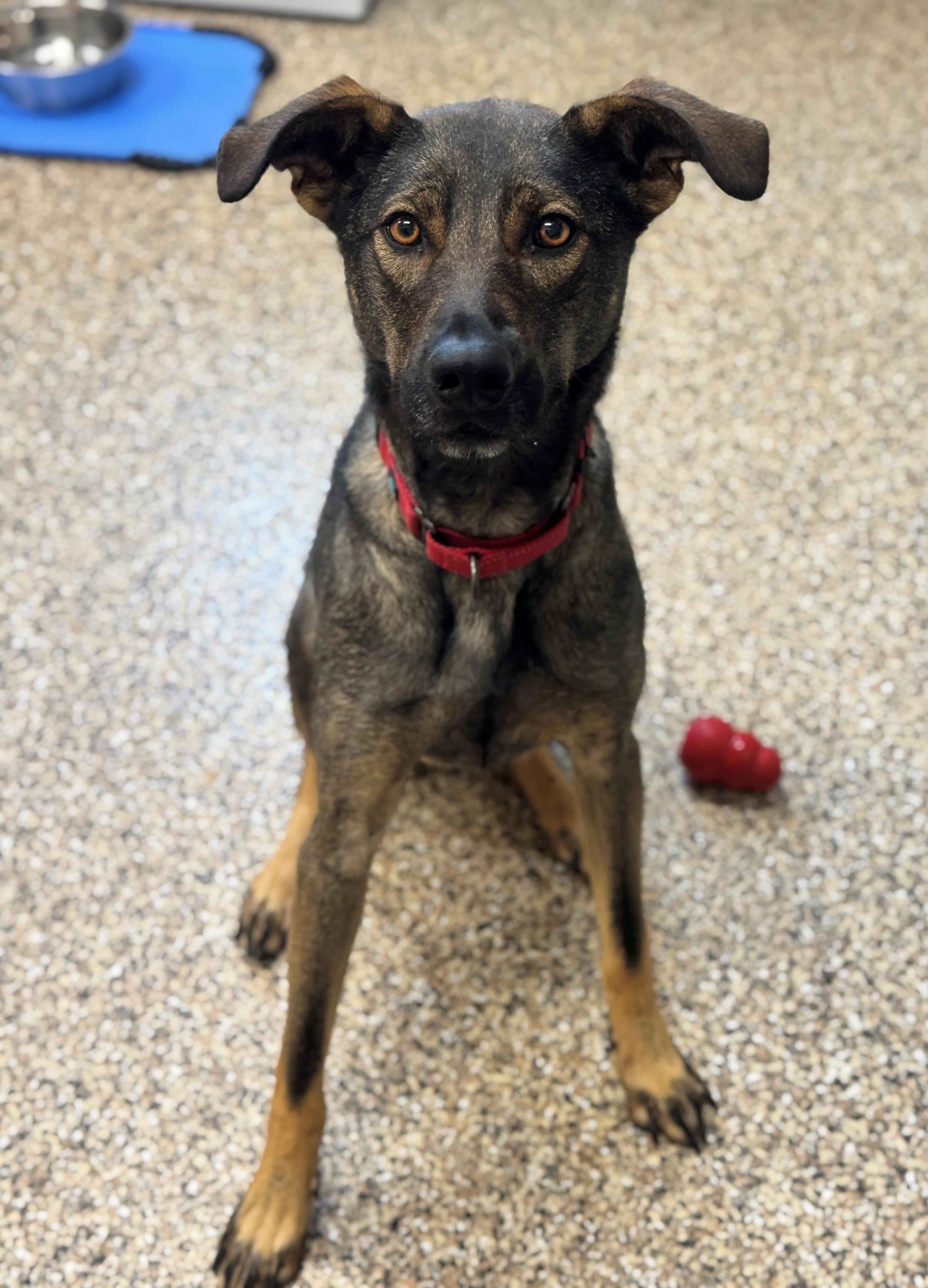 Kickflip, a Adoptable Shepherd in Hackensack, MN image 2/5