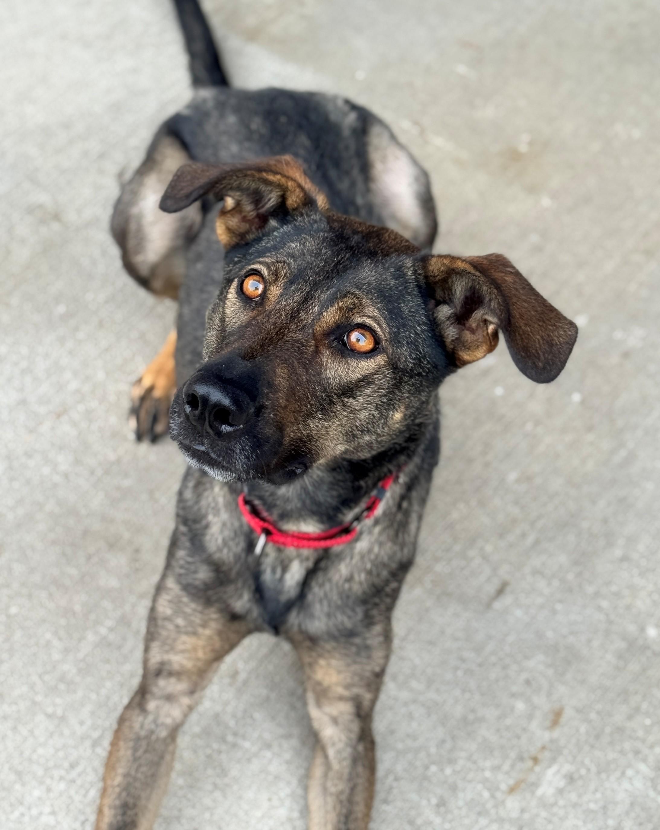 Kickflip, a Adoptable Shepherd in Hackensack, MN image 3/5