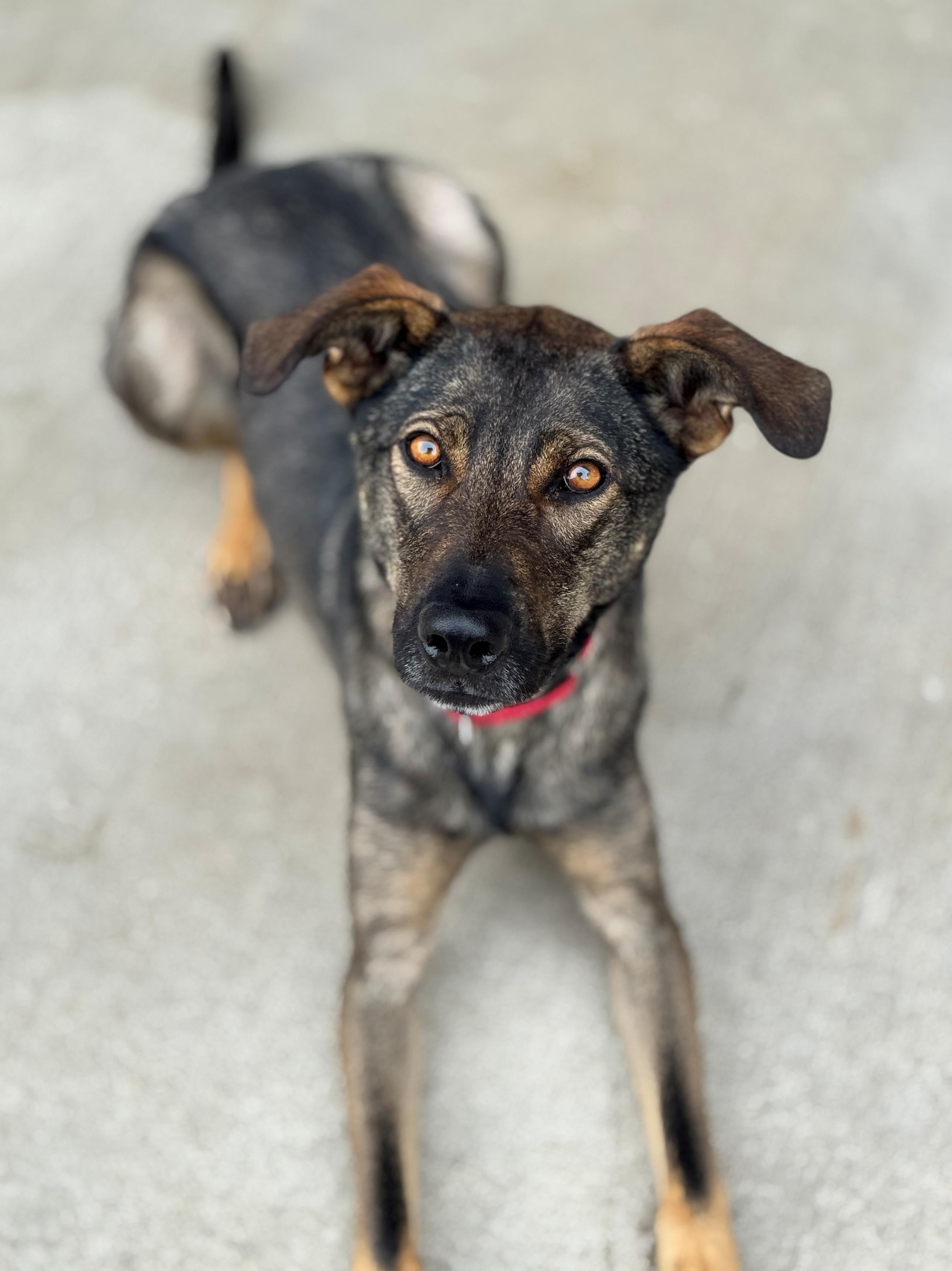 Kickflip, a Adoptable Shepherd in Hackensack, MN image 4/5