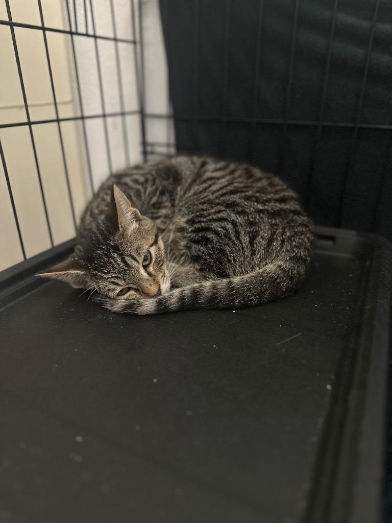 Pepperoni, Adoptable, Kitten Female Tabby.