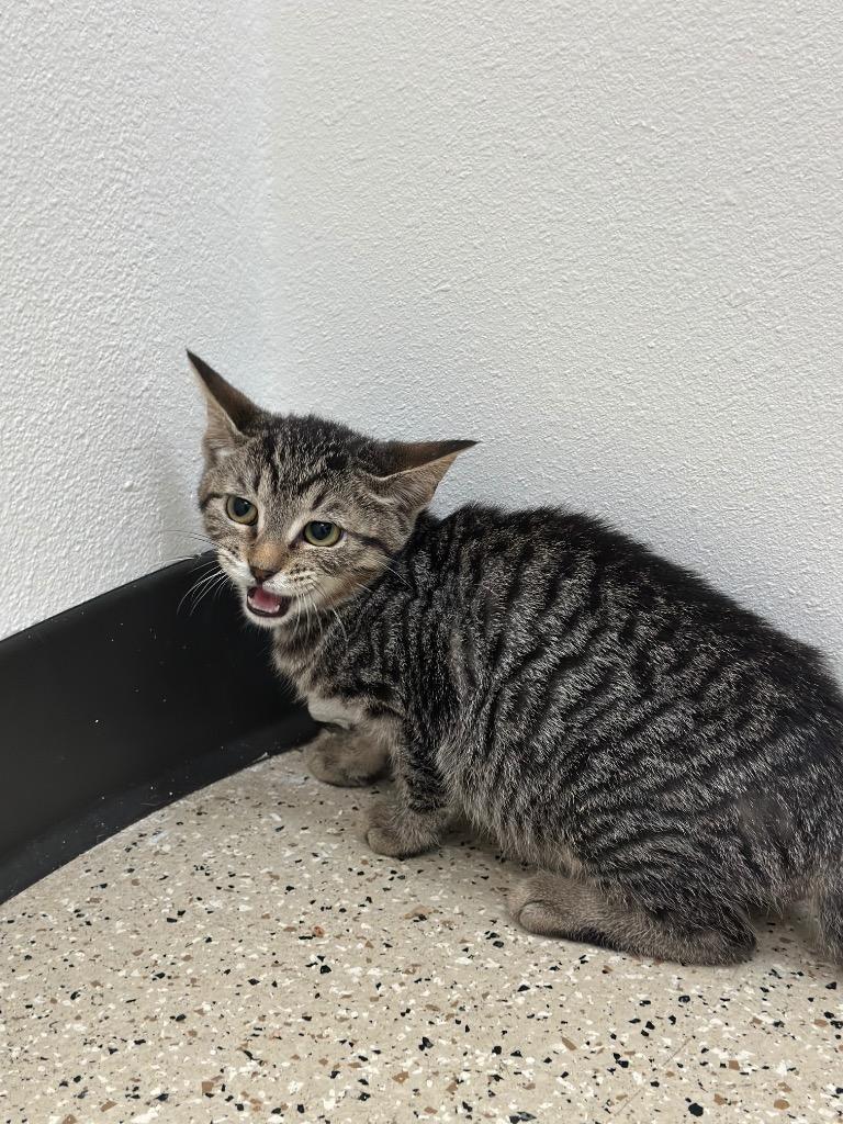 Enlarge Pepperoni, a Adoptable Tabby in Newberg, OR image 2/3