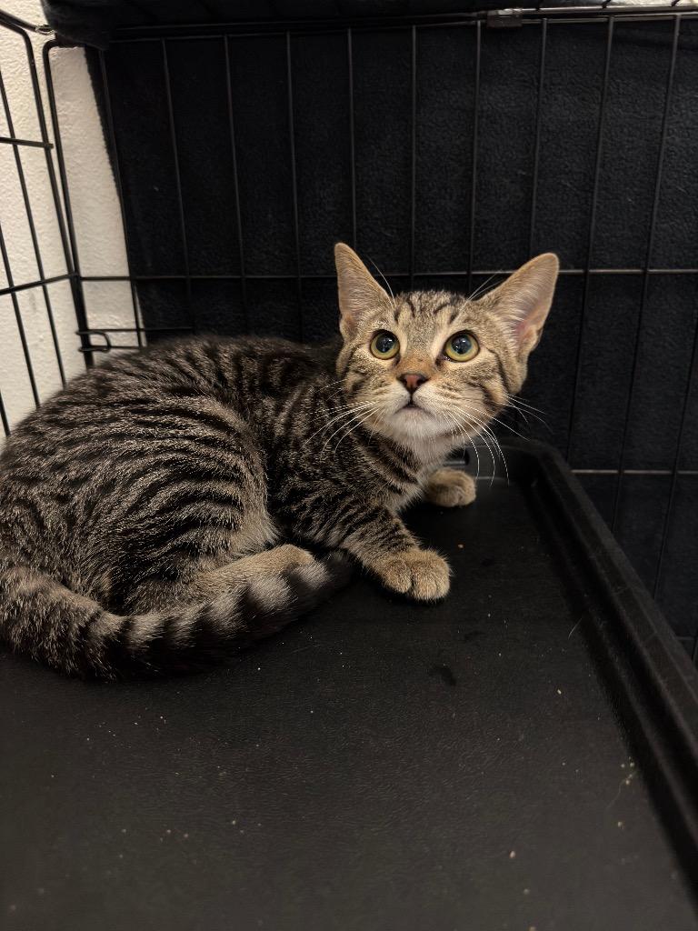 Enlarge Pepperoni, a Adoptable Tabby in Newberg, OR image 3/3