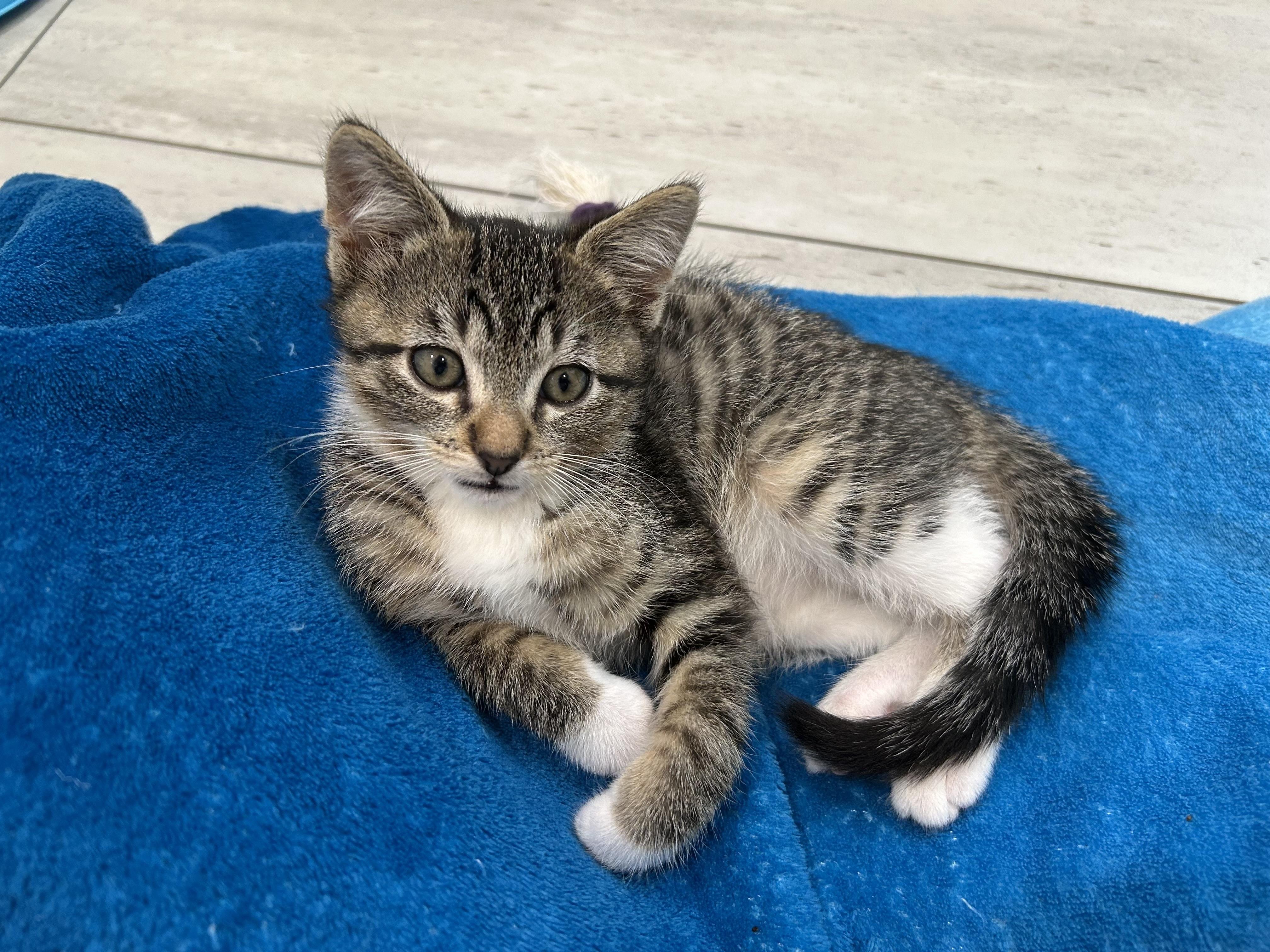 Enlarge Kai, an adoptable Domestic Short Hair in Dixon, CA image 2/4