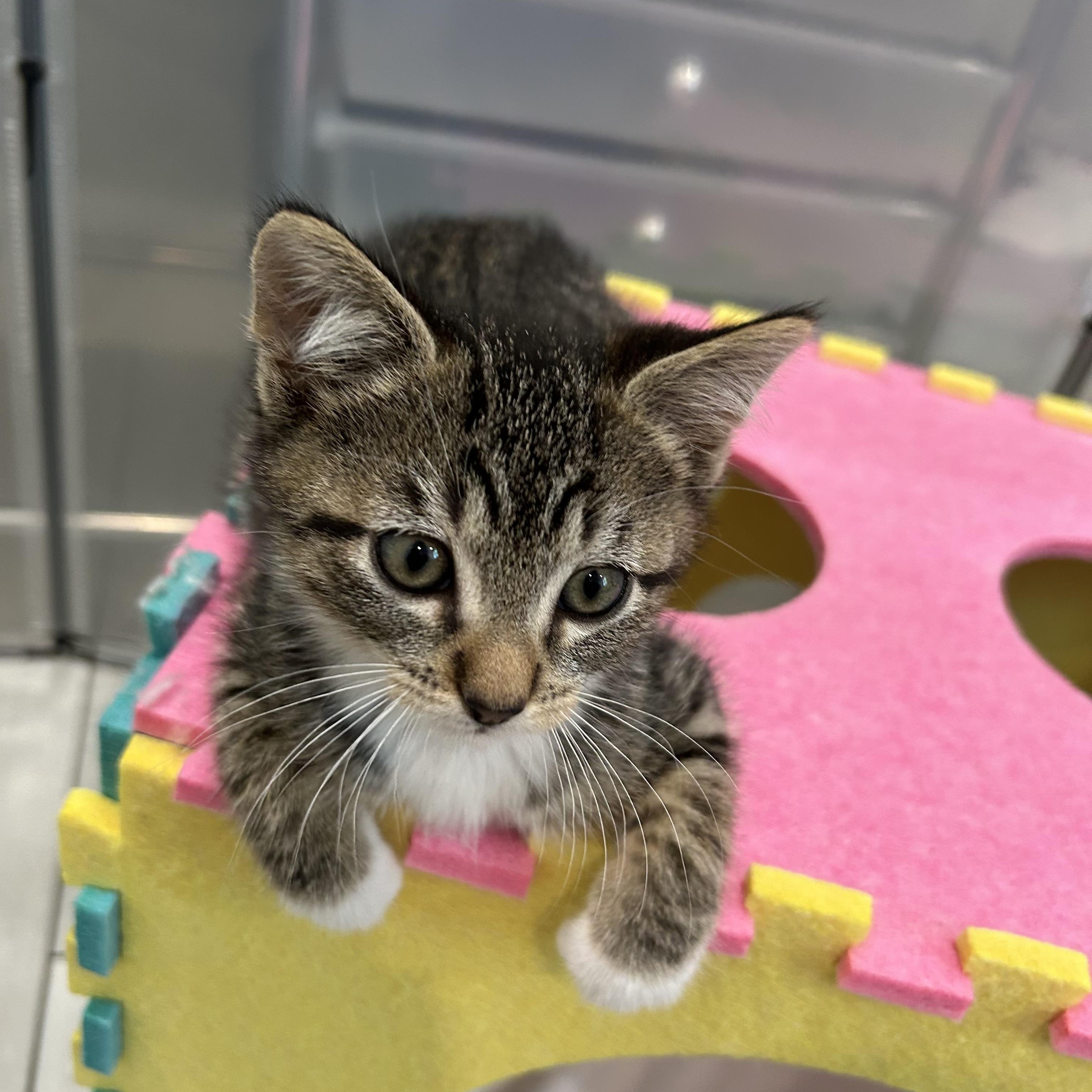 Enlarge Kai, an adoptable Domestic Short Hair in Dixon, CA image 4/4