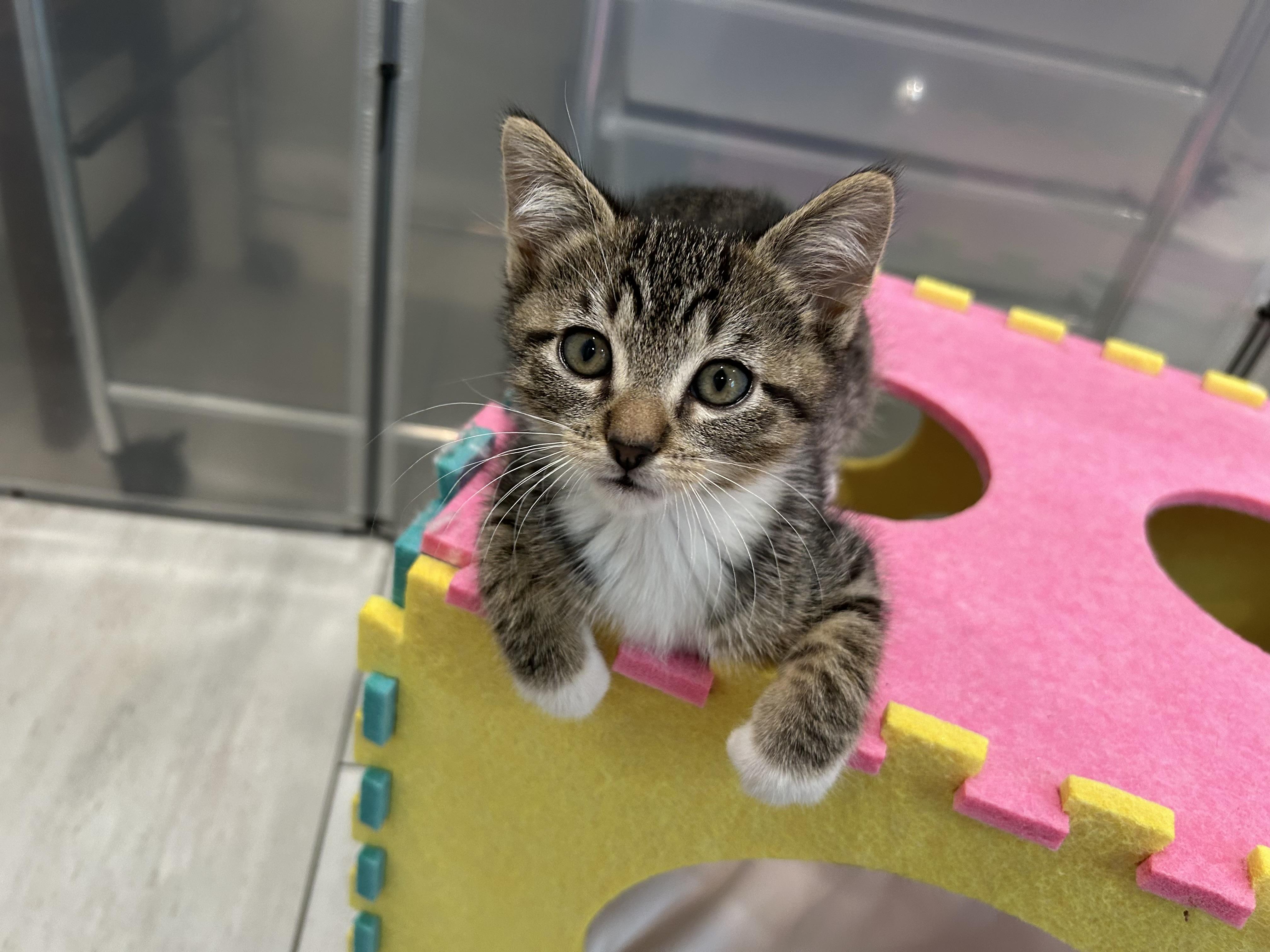 Enlarge Kai, an adoptable Domestic Short Hair in Dixon, CA image 3/4