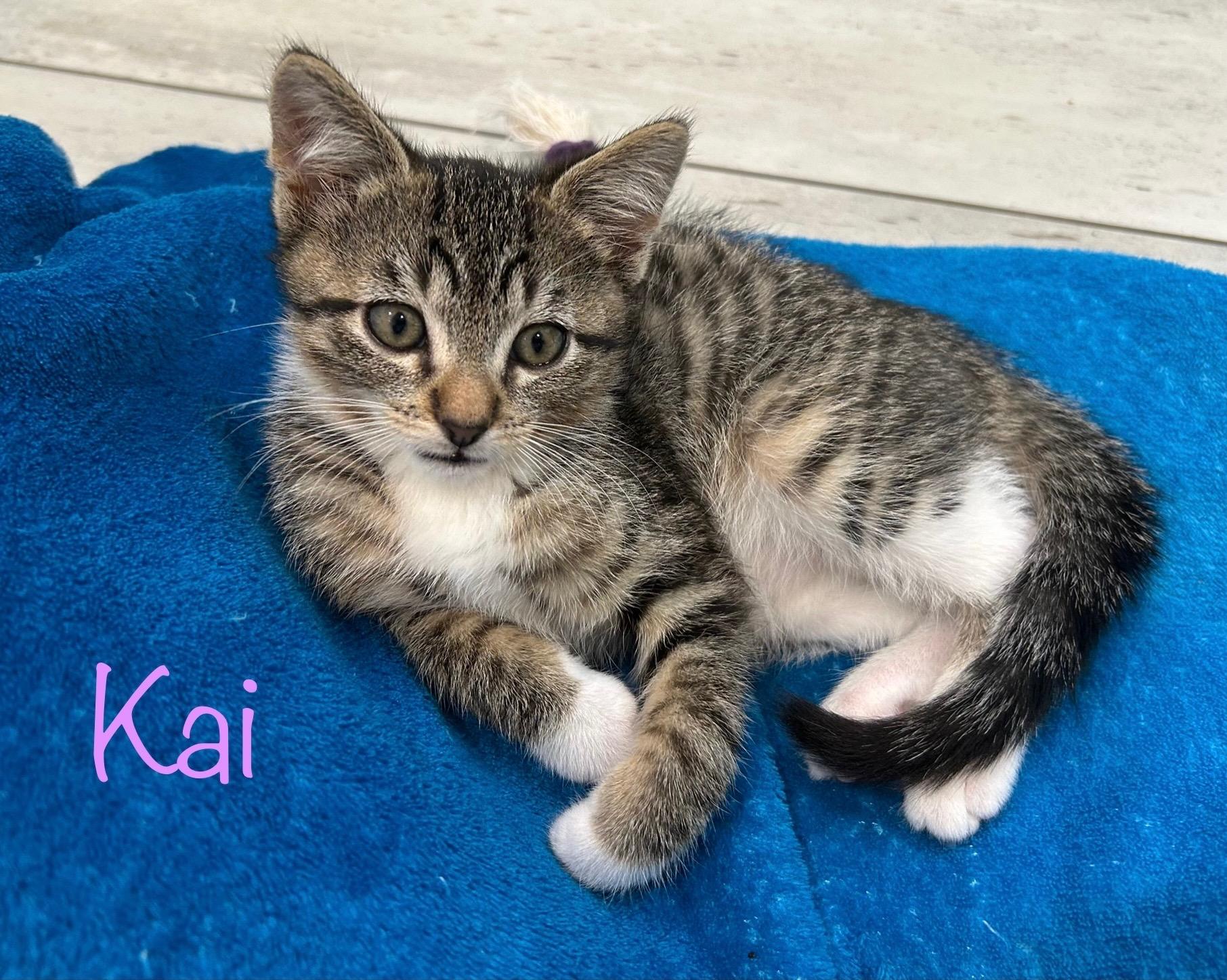 Enlarge Kai, an adoptable Domestic Short Hair in Dixon, CA image 1/4