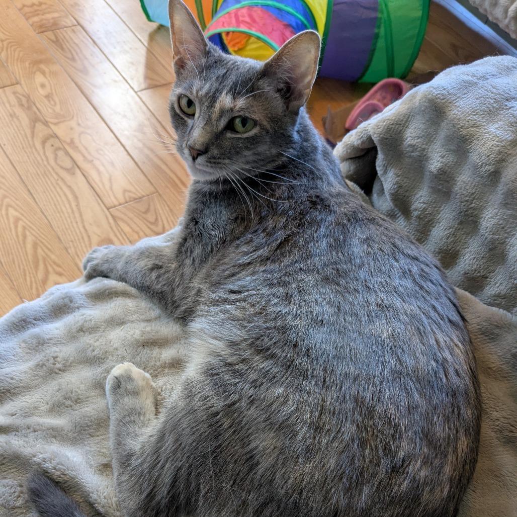 Enlarge CiCi/Carrot, a Adoptable Domestic Short Hair in Frederick, MD image 1/3
