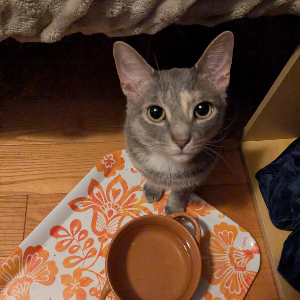 CiCi/Carrot, Adoptable, Adult Female Domestic Short Hair.