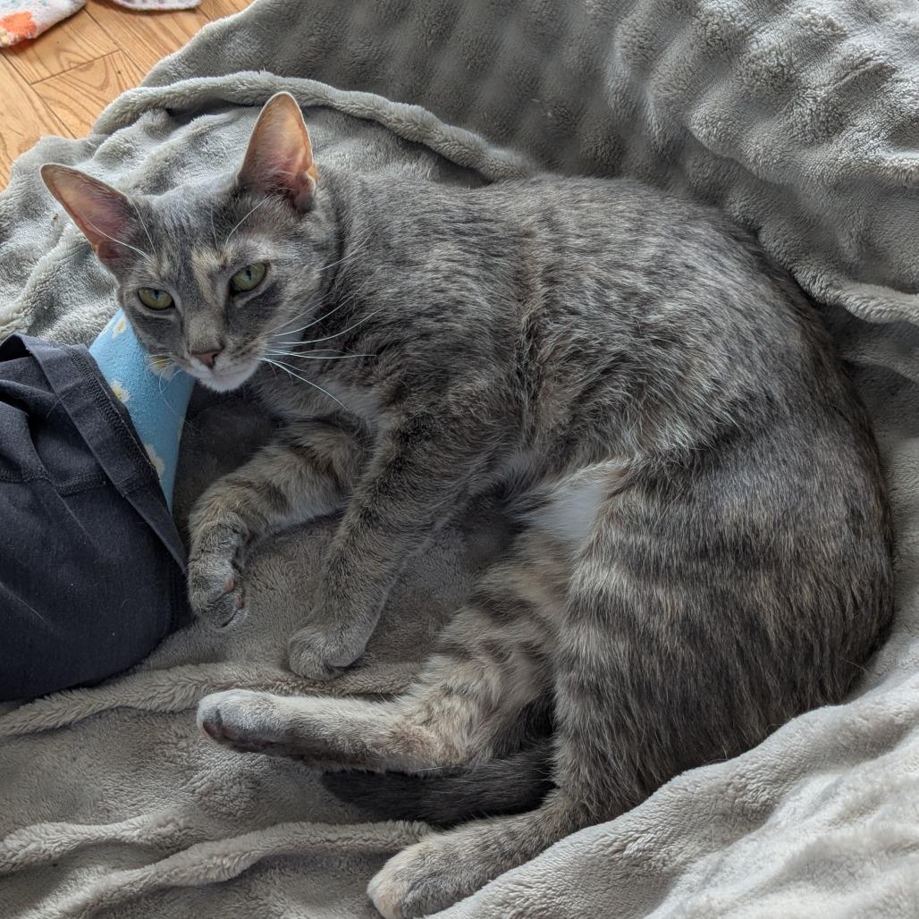 Enlarge CiCi/Carrot, a Adoptable Domestic Short Hair in Frederick, MD image 3/3