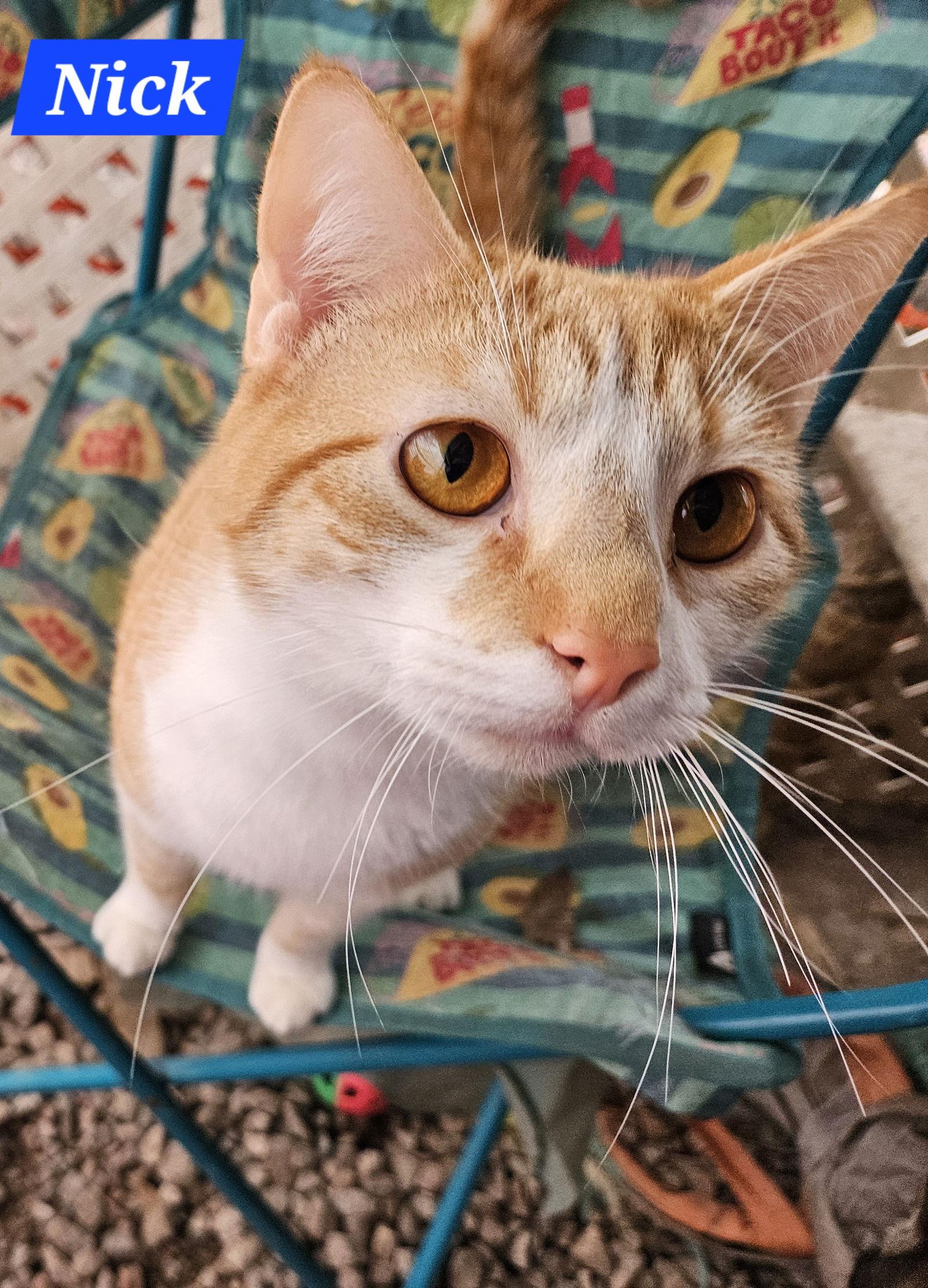 Nick Fury - NC, Adoptable, Young Male Domestic Short Hair & Tabby.