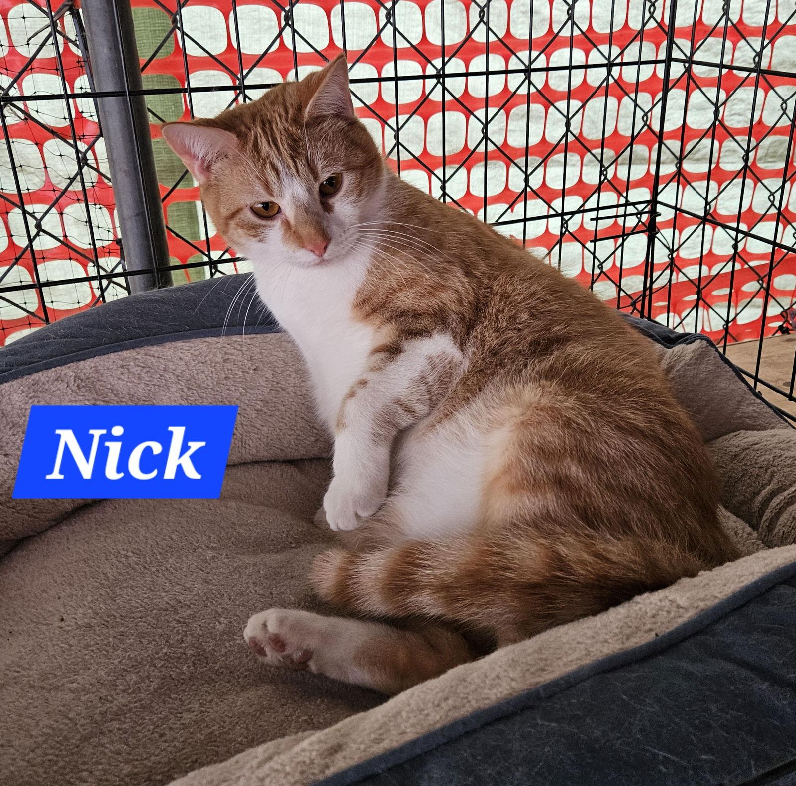 Nick Fury - NC, a Adoptable mixed breed in Liberty, NC image 2/5