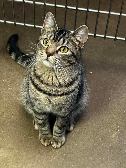 Bicker, Adoptable, Adult Male Domestic Short Hair & Domestic Short Hair.