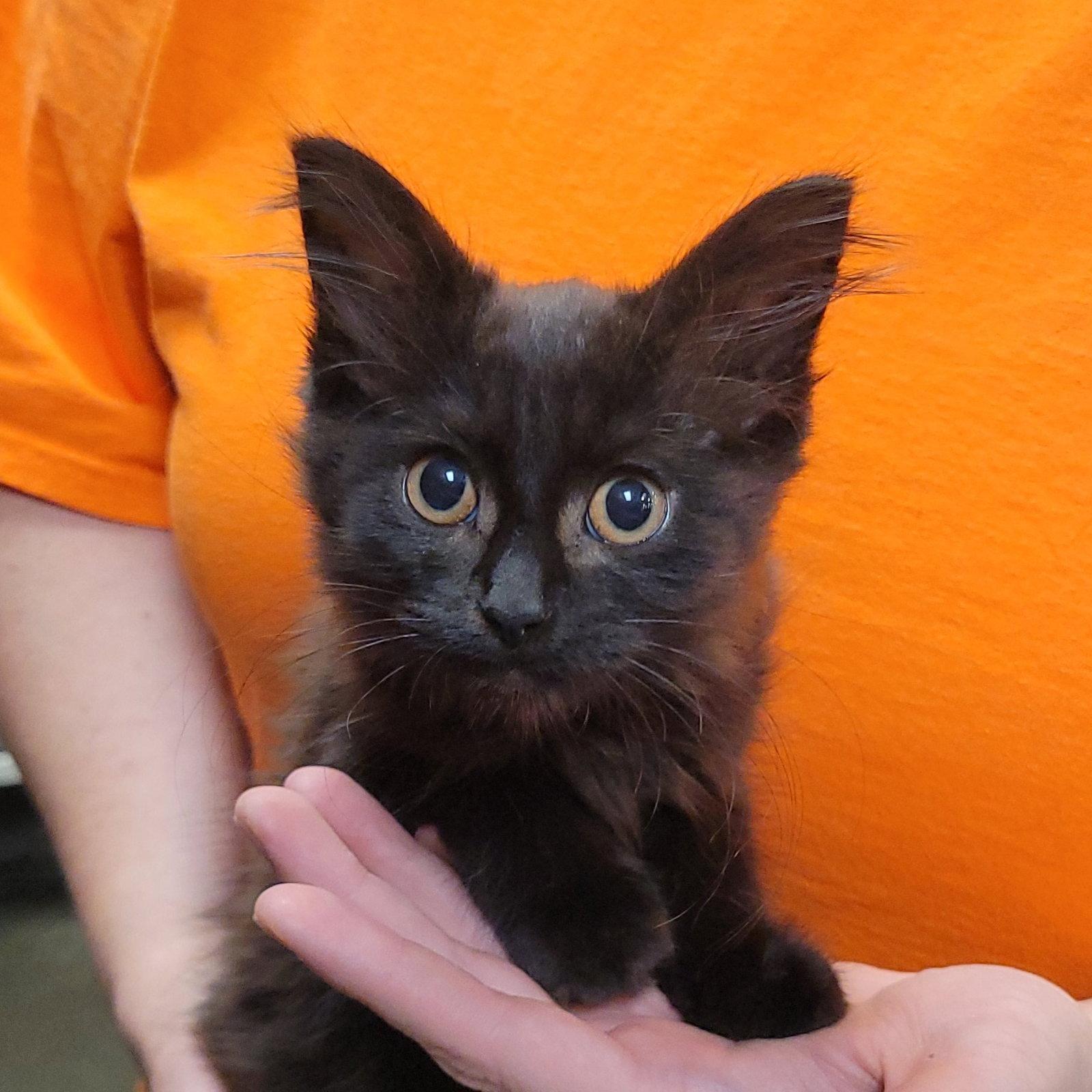 Twilight, Adoptable, Kitten Female Domestic Long Hair.