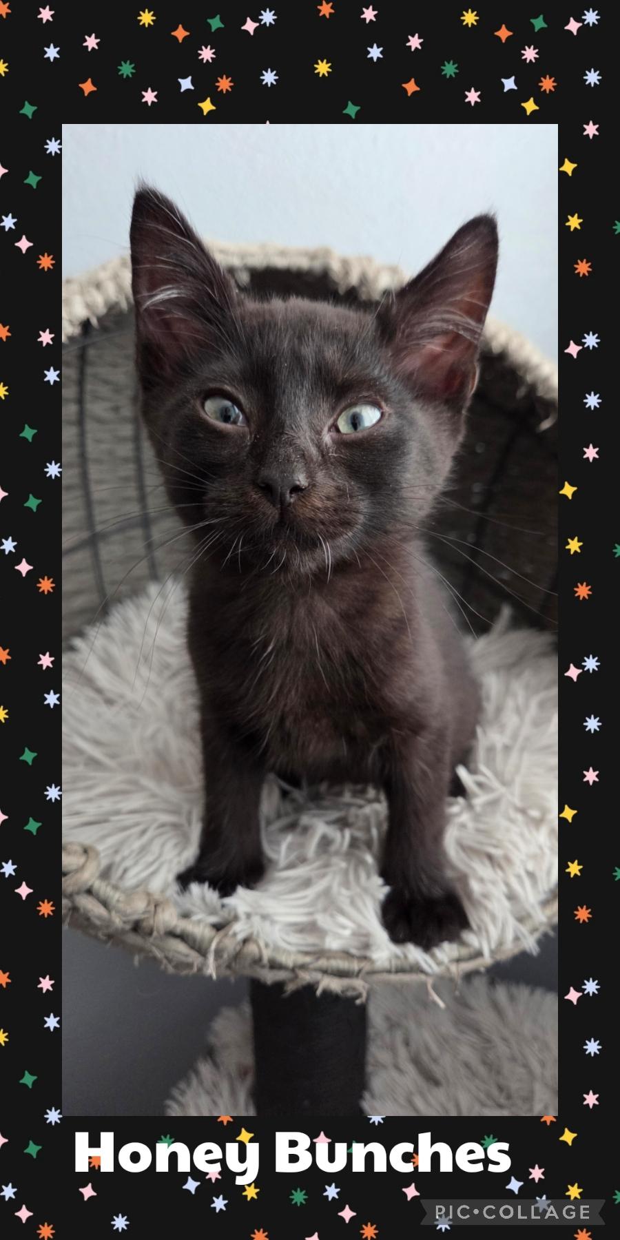 Enlarge Honey Bunches, a Adoptable Domestic Short Hair in Newberg, OR image 1/1