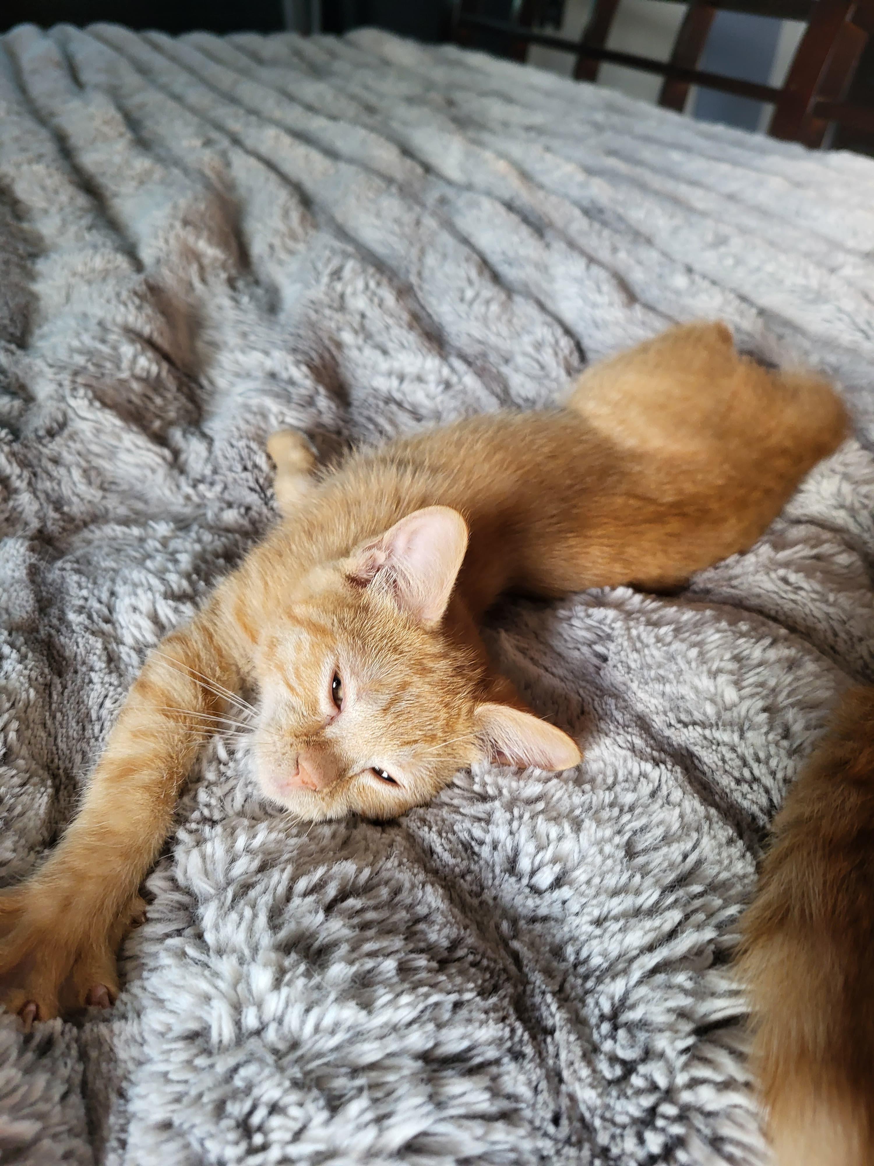 Enlarge Butterscotch, a Adoptable mixed breed in Melbourne , FL image 3/4