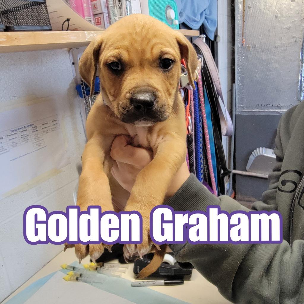 Enlarge Golden Graham, a Adoptable mixed breed in Hillsboro, OH image 1/2