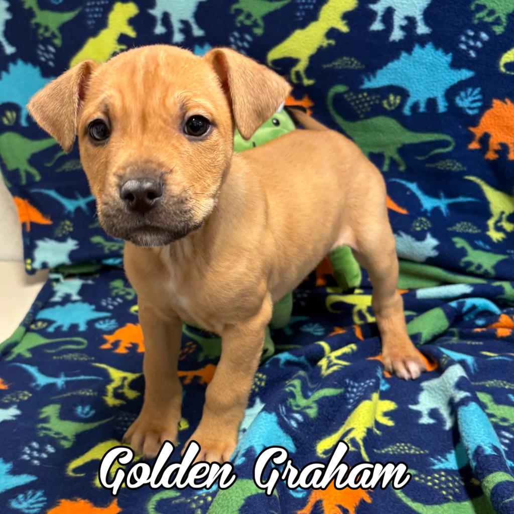 Enlarge Golden Graham, a Adoptable mixed breed in Hillsboro, OH image 2/2