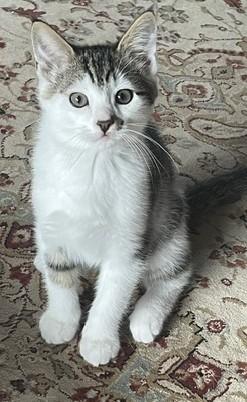 Doug, a ADOPTABLE Tabby in Bow, WA image 2/3