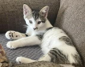 Doug, ADOPTABLE, Kitten Male Tabby.