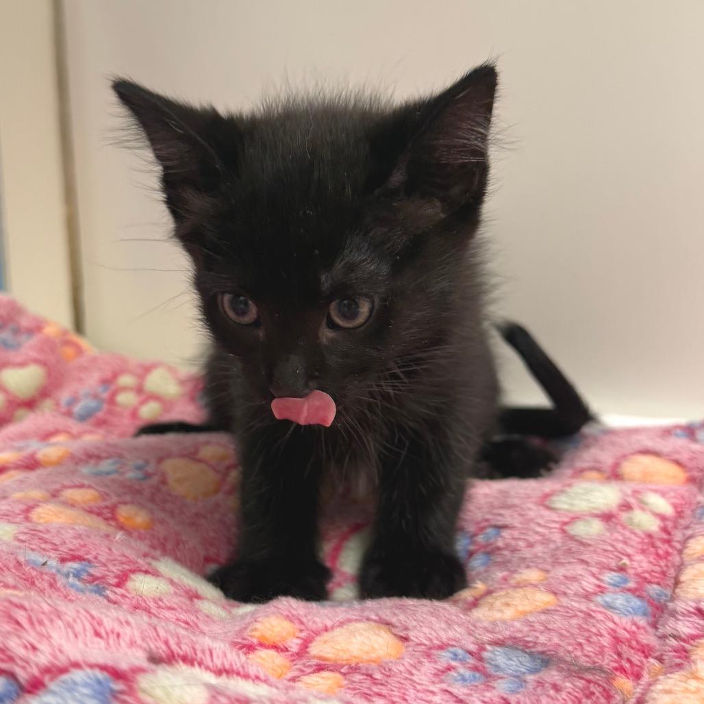 Goose, Adoptable, Kitten Male Domestic Medium Hair.