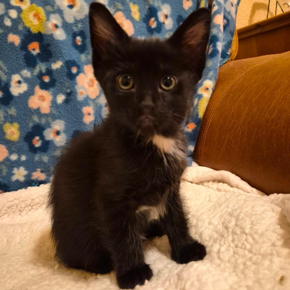 Enlarge Goose, a Adoptable Domestic Medium Hair in Cheyenne, WY image 2/2