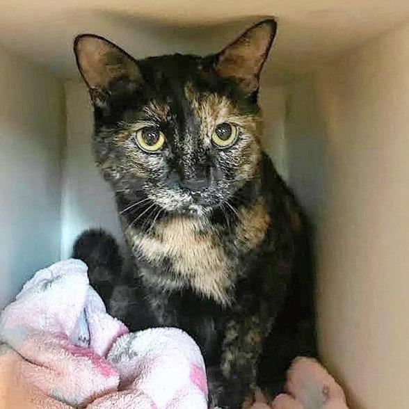 Morgan, a Adoptable Domestic Short Hair in Prescott, AZ image 1/4