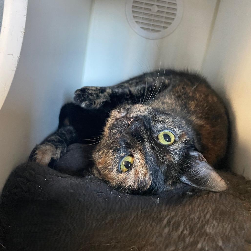 Morgan, a Adoptable Domestic Short Hair in Prescott, AZ image 2/4