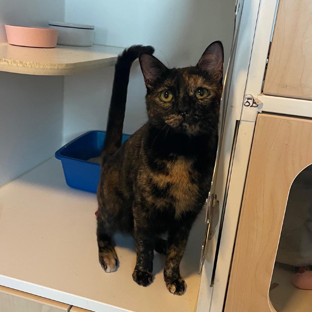 Morgan, a Adoptable Domestic Short Hair in Prescott, AZ image 3/4