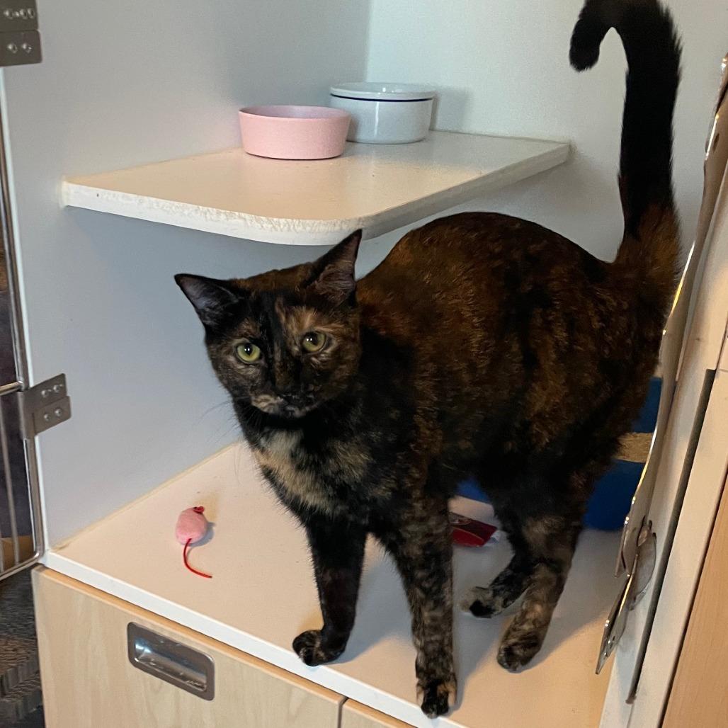 Morgan, a Adoptable Domestic Short Hair in Prescott, AZ image 4/4