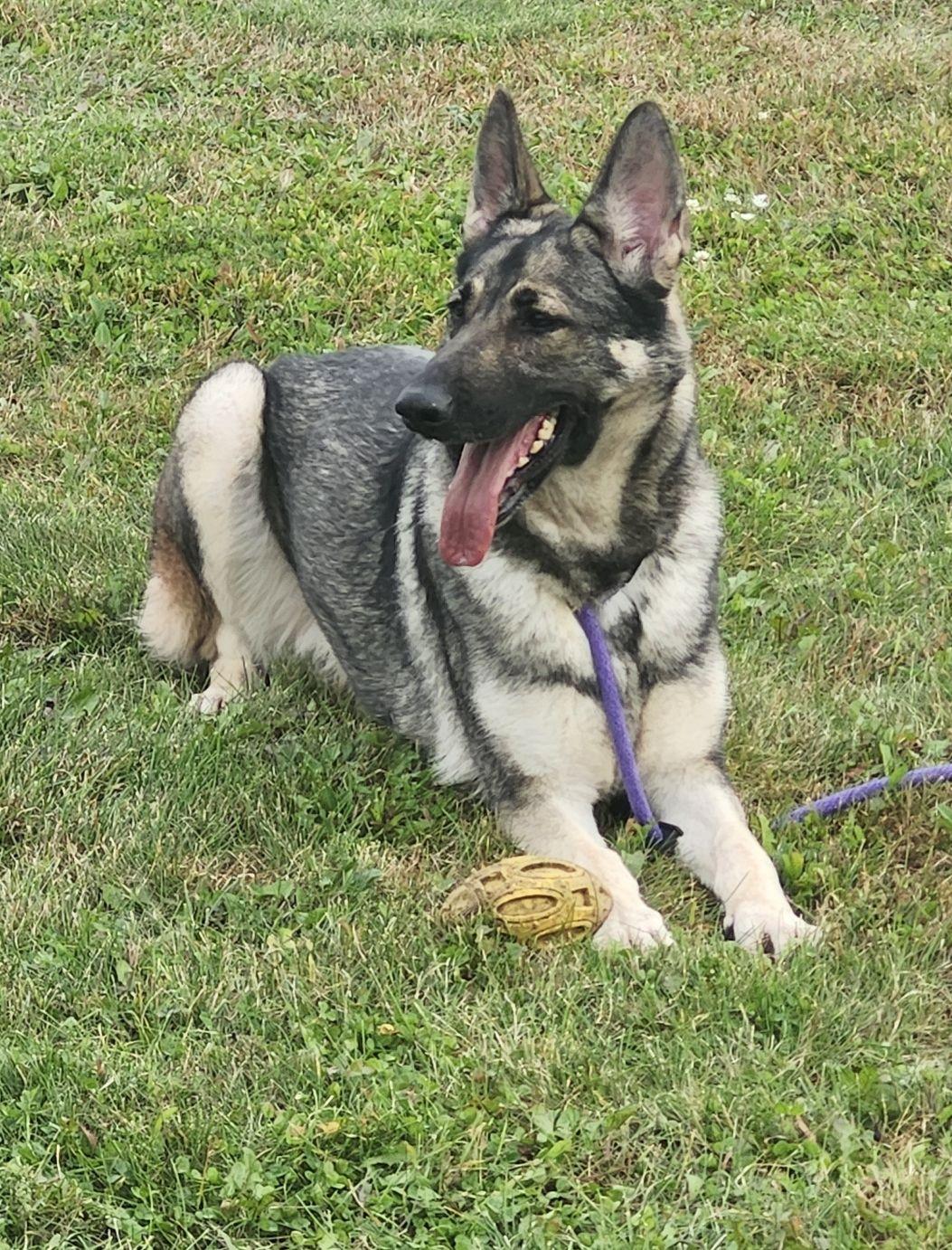 Enlarge Miss Red Sox, a Adoptable German Shepherd Dog in Belvidere, IL image 3/3