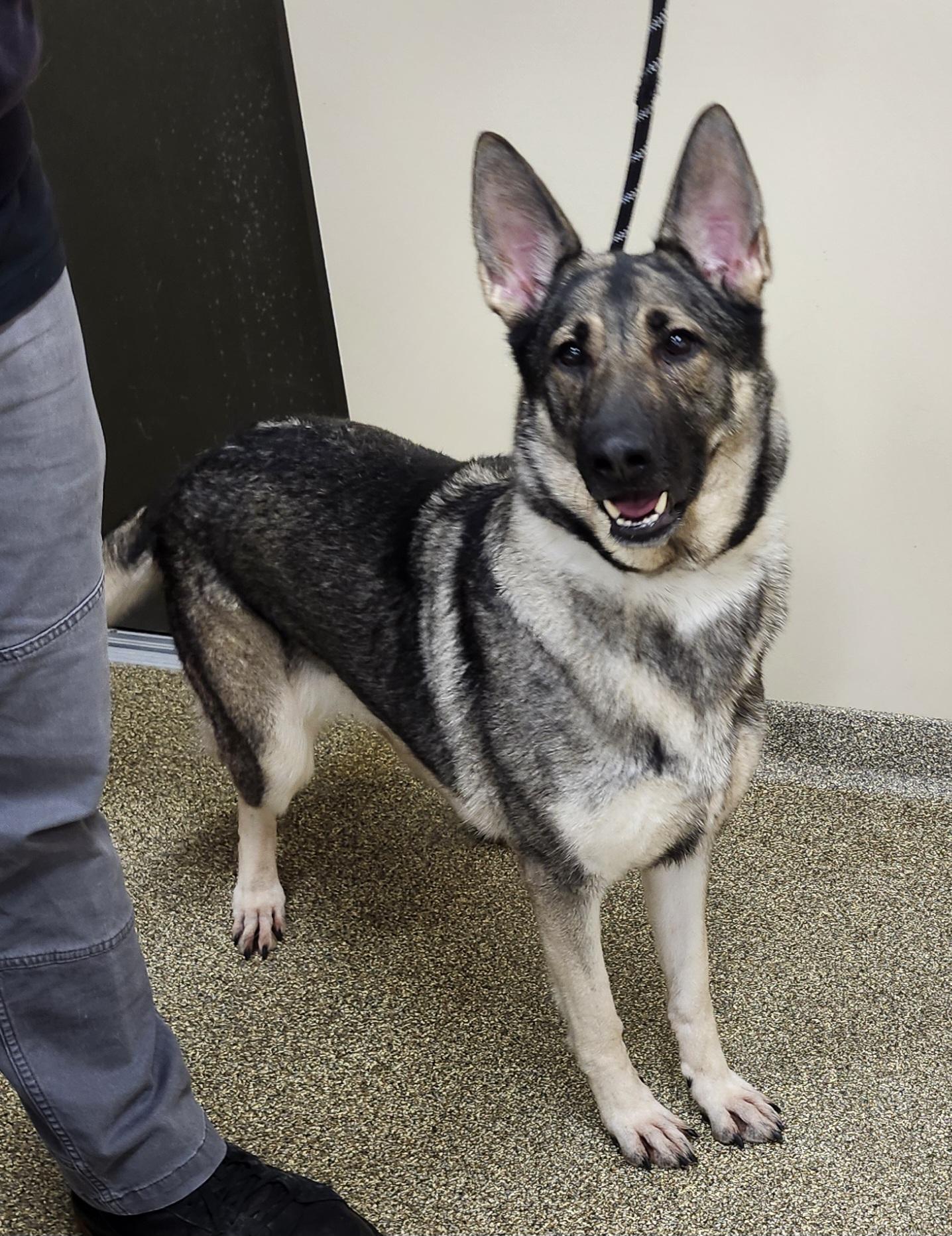 Miss Red Sox, Adoptable, Adult Female German Shepherd Dog.