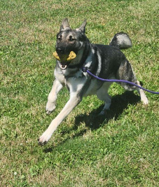 Enlarge Miss Red Sox, a Adoptable German Shepherd Dog in Belvidere, IL image 2/3