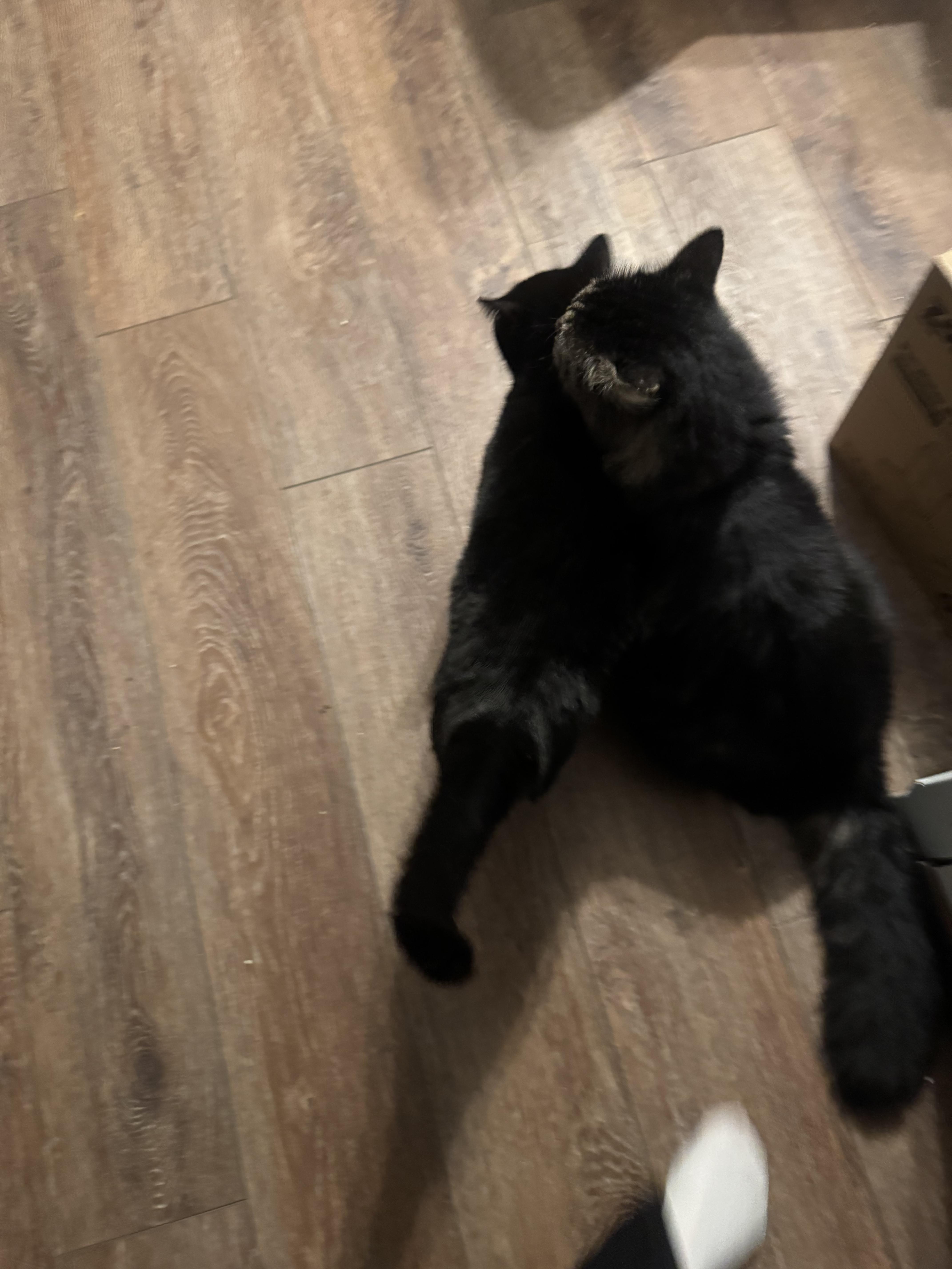 Enlarge Lester and Suki, a ADOPTABLE Maine Coon in Springfield, MA image 2/2