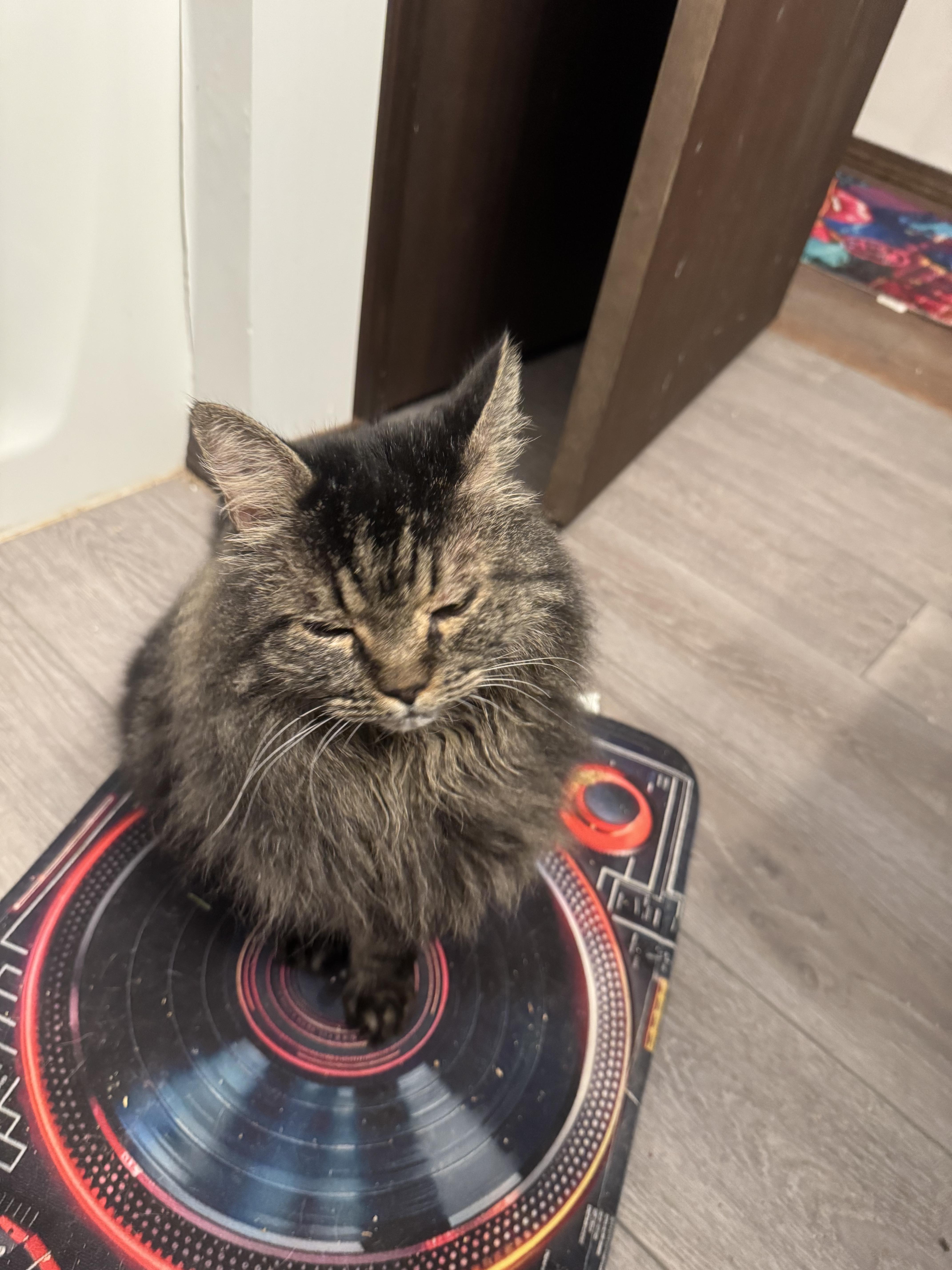 Enlarge Lester and Suki, a ADOPTABLE Maine Coon in Springfield, MA image 1/2