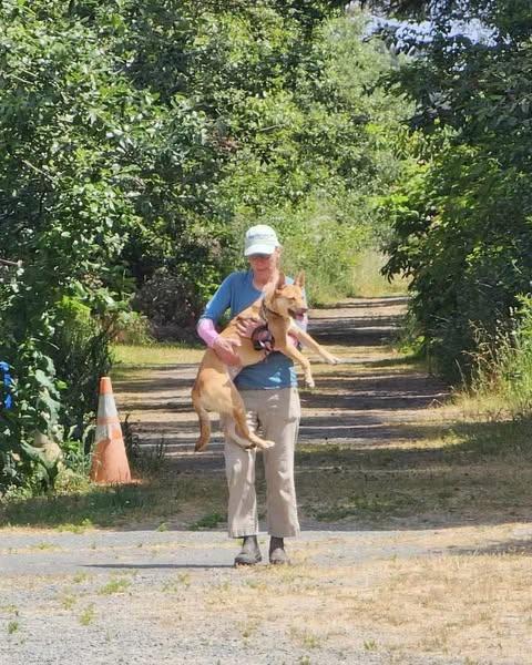 Queso, a Adoptable mixed breed in Crescent city, CA image 2/6