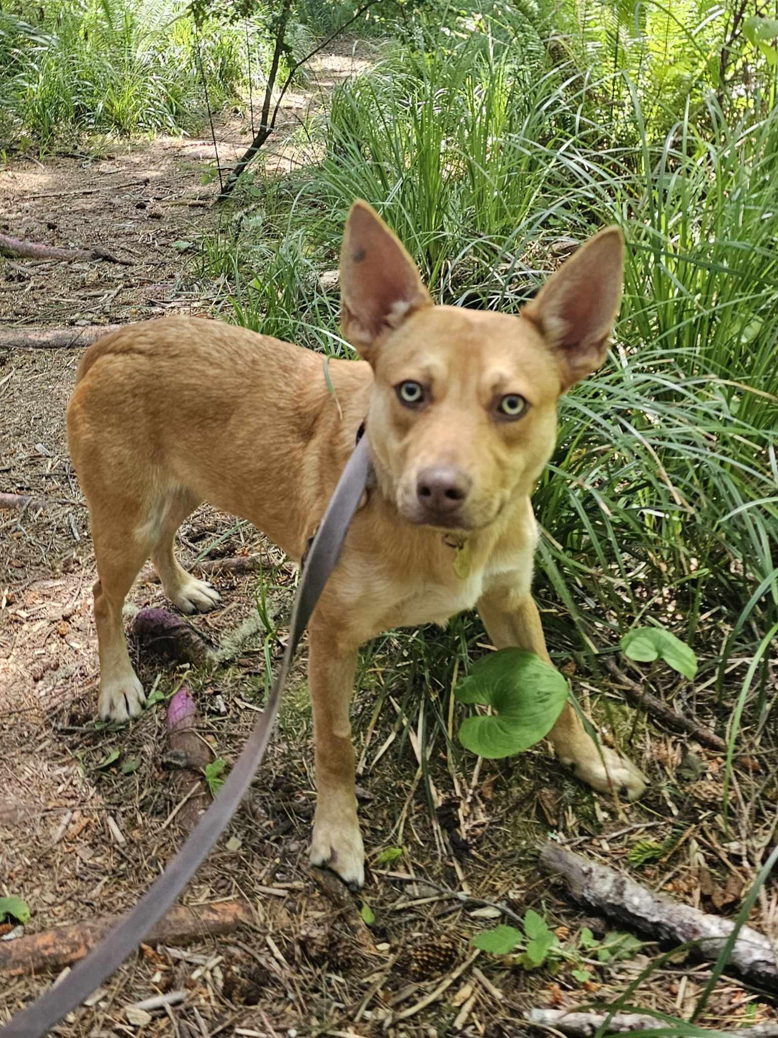 Queso, a Adoptable mixed breed in Crescent city, CA image 3/6