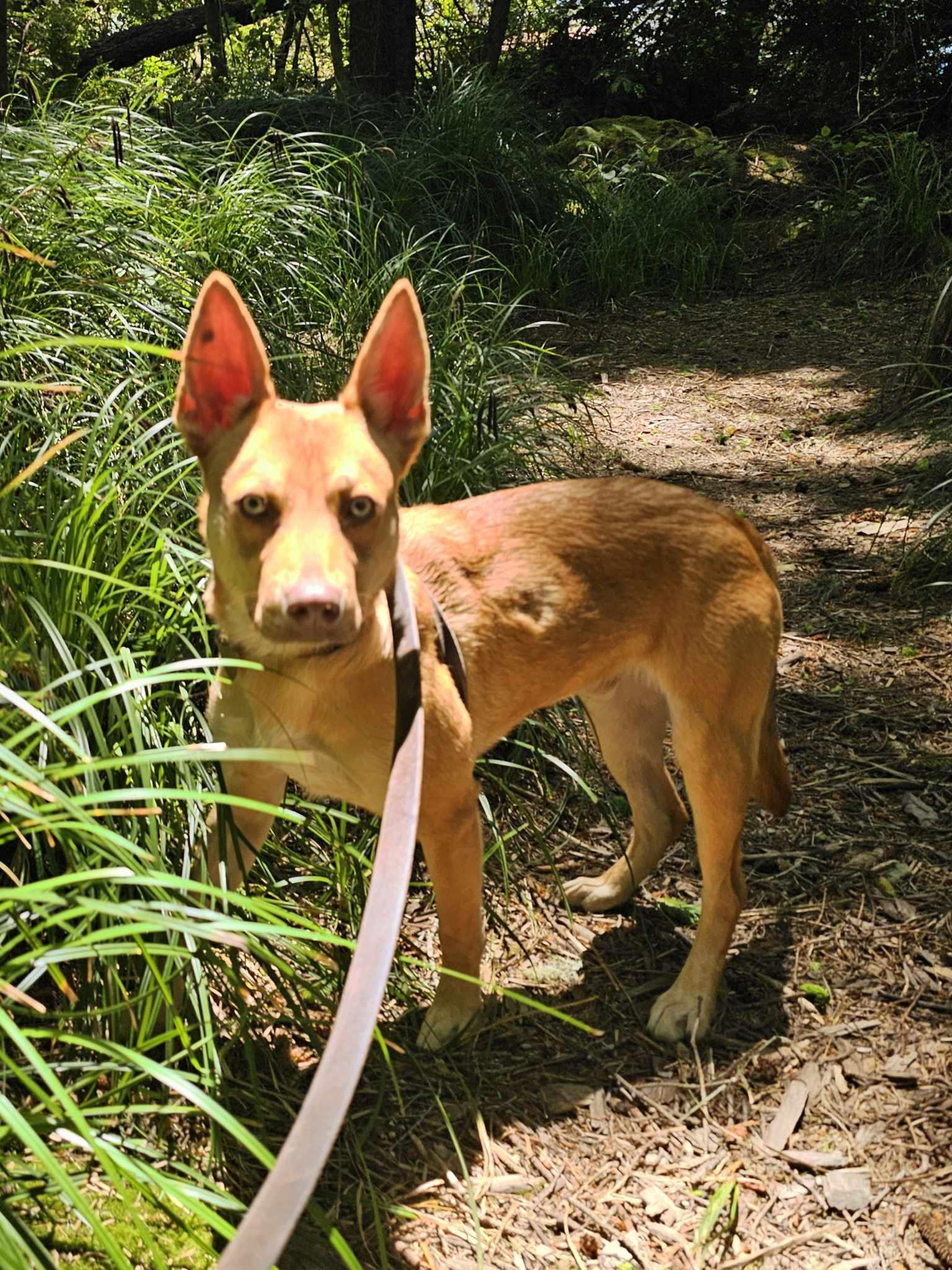 Queso, a Adoptable mixed breed in Crescent city, CA image 1/6