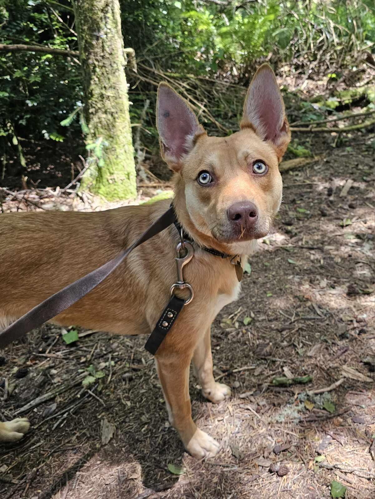 Queso, a Adoptable mixed breed in Crescent city, CA image 4/6