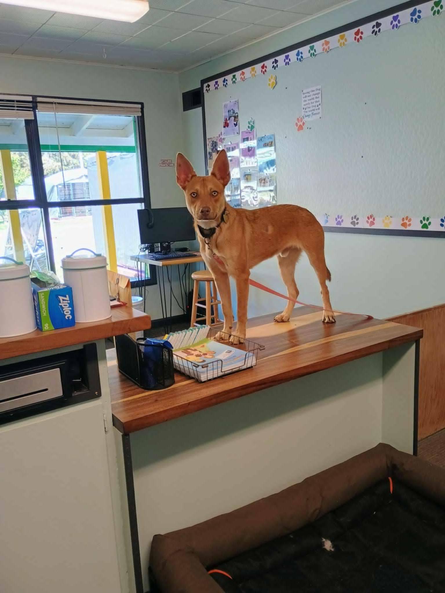 Queso, a Adoptable mixed breed in Crescent city, CA image 5/6