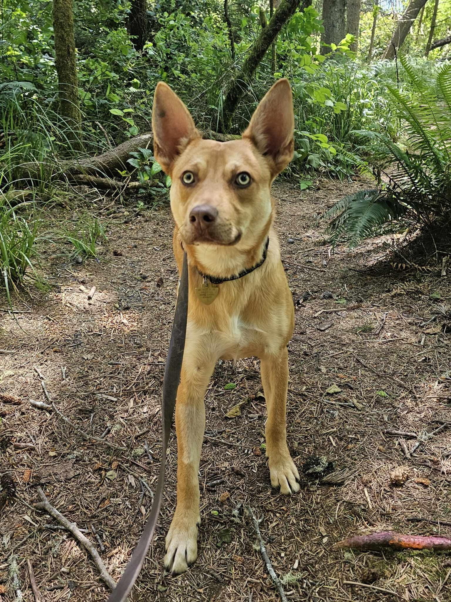 Queso, a Adoptable mixed breed in Crescent city, CA image 6/6