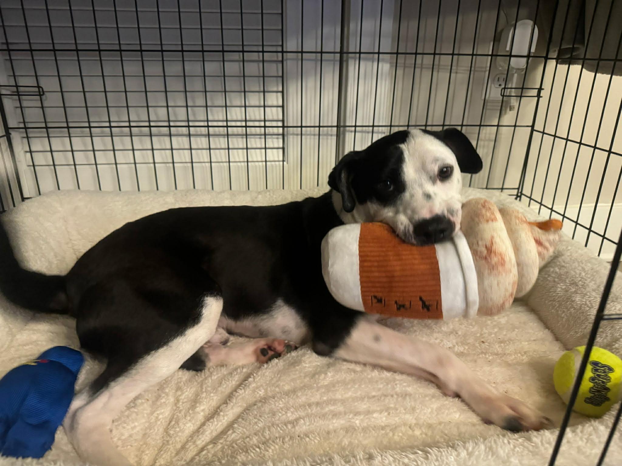 Rufas - in foster home