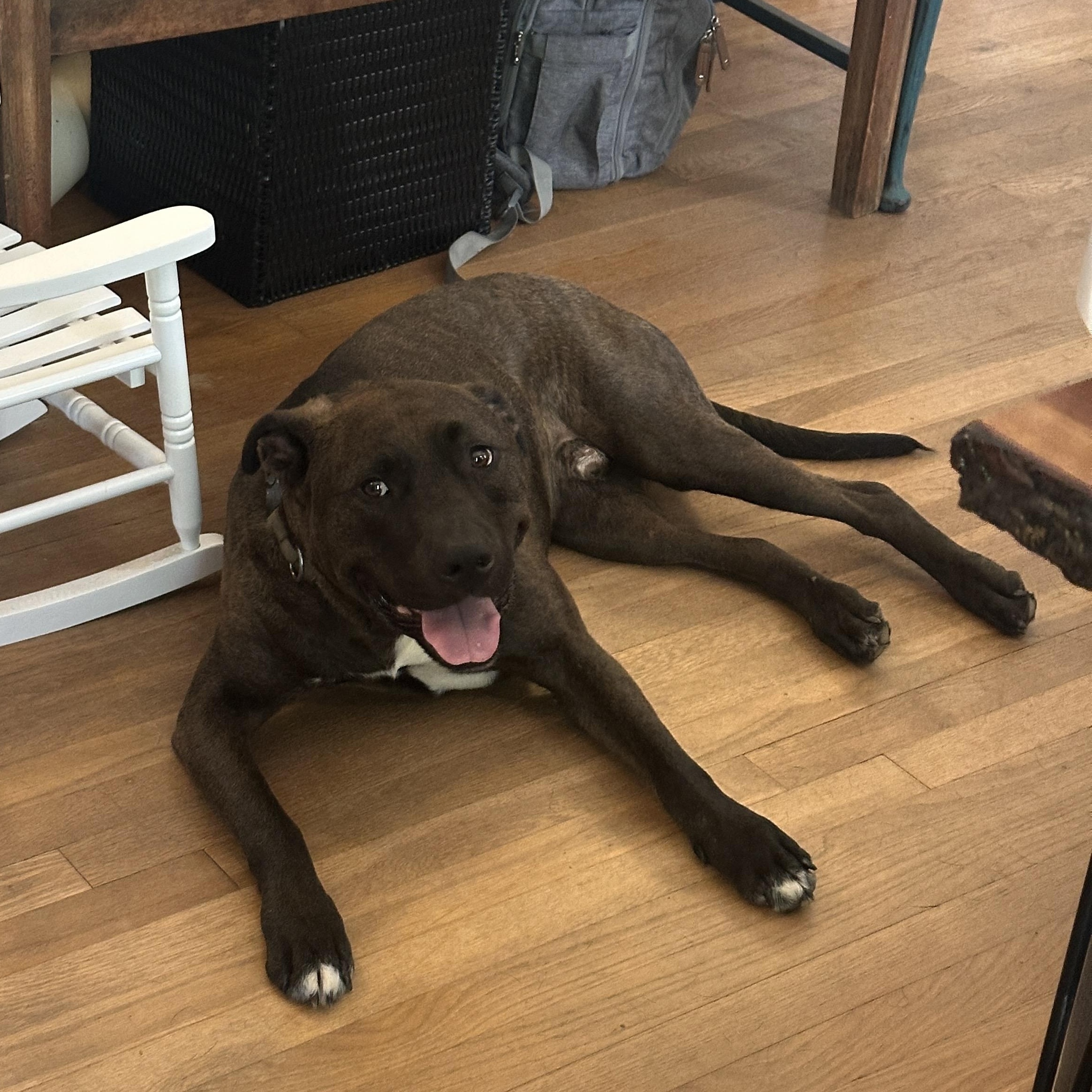 Carl, a Adoptable mixed breed in Roswell, GA image 4/5