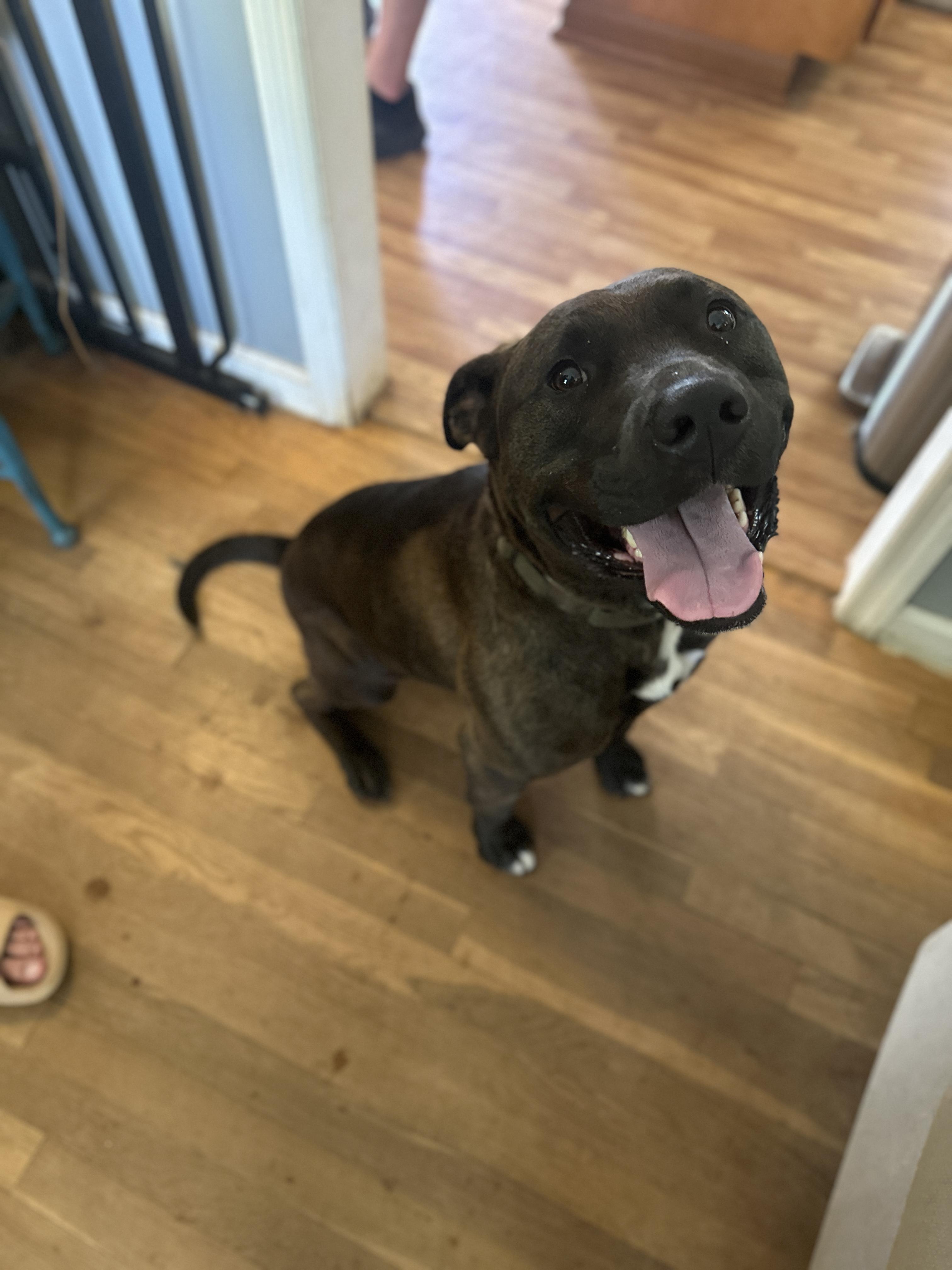 Carl, a Adoptable mixed breed in Roswell, GA image 5/5