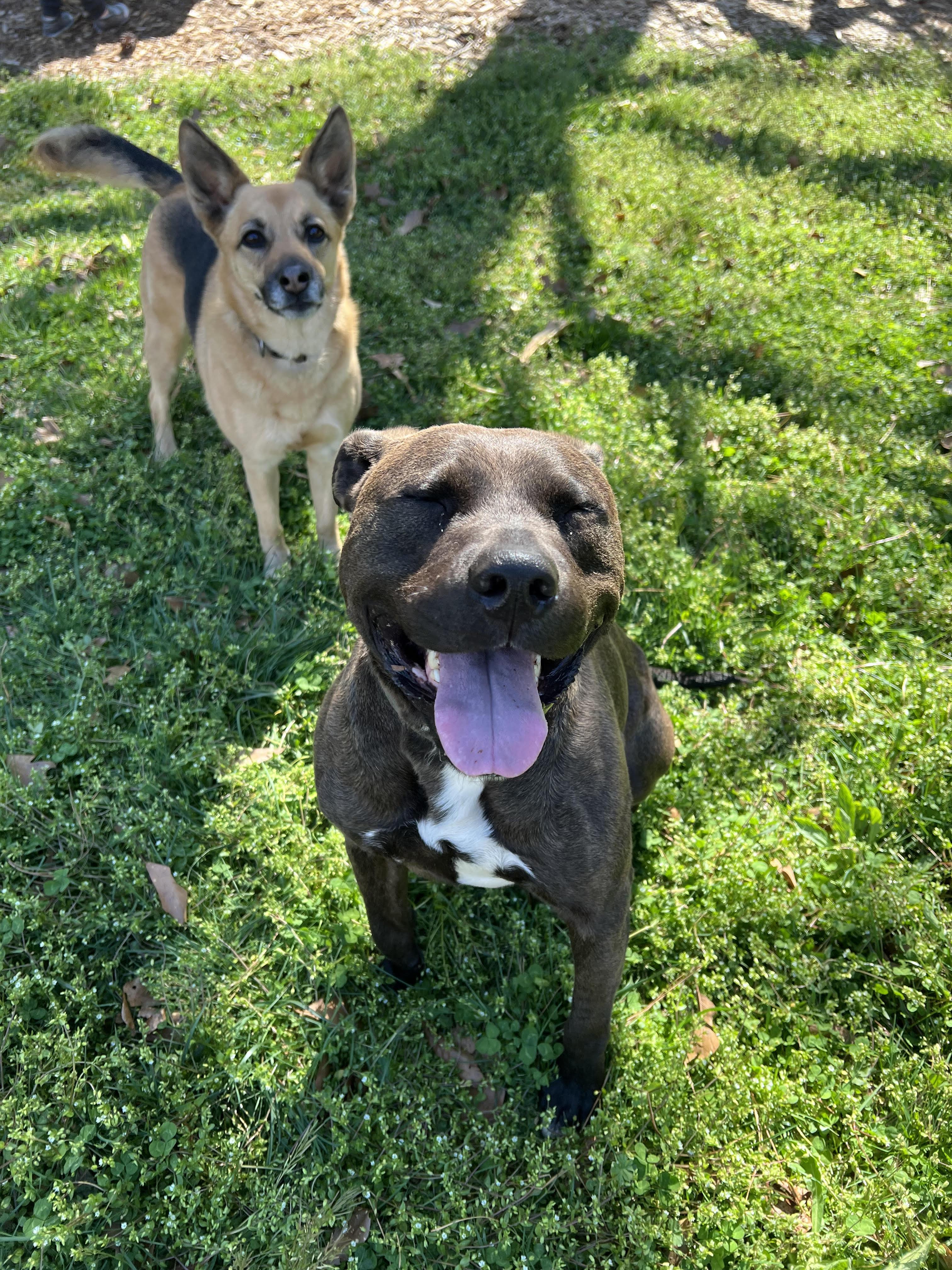 Carl, Adoptable, Adult Male Pit Bull Terrier.