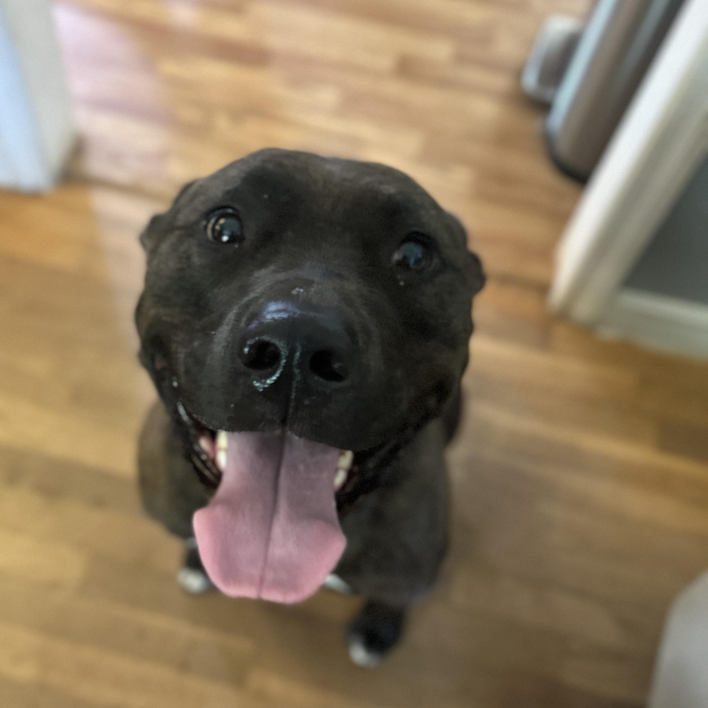 Carl, a Adoptable mixed breed in Roswell, GA image 2/5